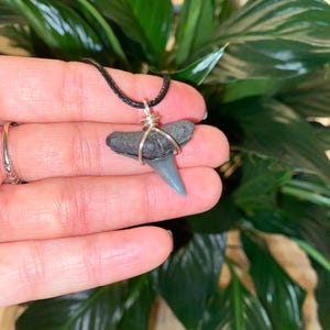 Lemon shark tooth necklace