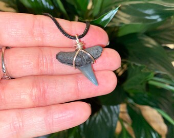 Lemon shark tooth necklace
