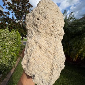 Large fossilized coral specimen