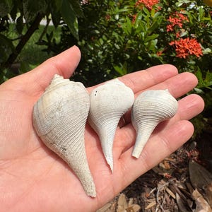 Trio of three Florida fossil gastropod shells