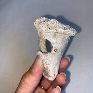 May include: A weathered, off-white, bone-shaped object with a textured surface and a hole. The object is held in a hand, showcasing its unique shape and aged appearance. The object appears to be a decorative or artistic piece.