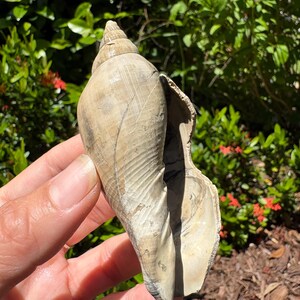 Fossilized Junonia Shell From Florida - Etsy