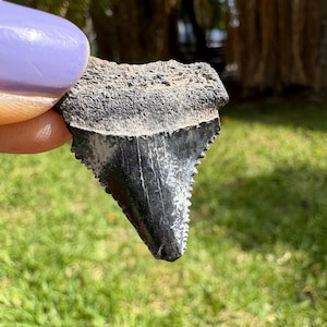 May include: A fossilized shark tooth with a black, glossy surface and serrated edges. The tooth is held against a backdrop of green grass and palm trees. The tooth's root is a rough, textured gray.