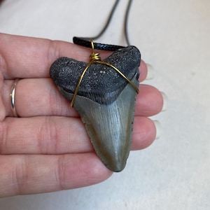 Megalodon tooth necklace - Florida