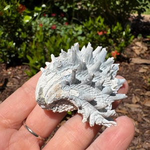 Super spiny jewel box shell fossil