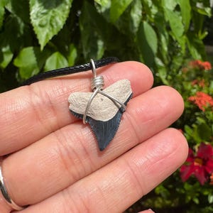 Blue bone valley shark tooth pendant