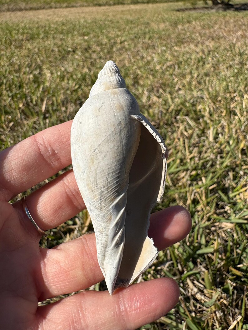 Fossilized Junonia Shell From Florida - Etsy