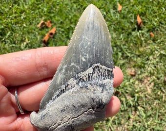 Megalodon tooth fossil large fragment