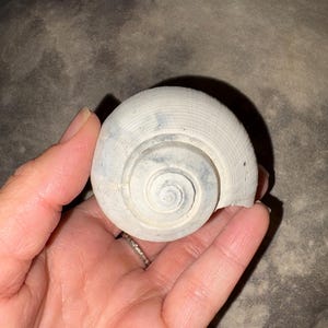 Fossil gastropod shell from Florida