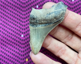 Real Florida Megalodon tooth