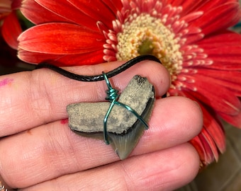 Green wire Florida tiger Shark tooth fossil necklace
