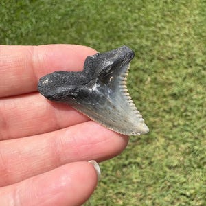 Hemipristis Serra extinct snaggletooth shark tooth fossil - Florida
