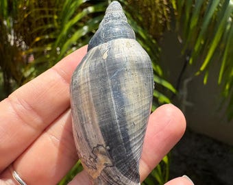 Fossilized junonia shell from Florida