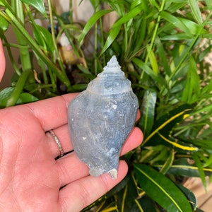 Blue fossilized strombus sea shell - Florida