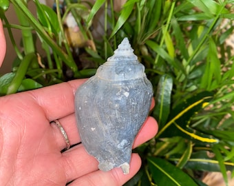 Blue fossilized strombus sea shell - Florida