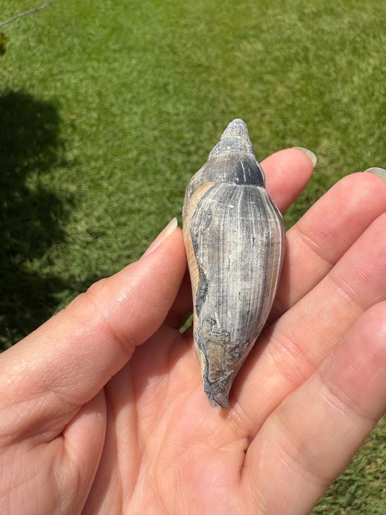 Fossilized Junonia Shell From Florida - Etsy