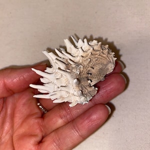 May include: A white and brown spiky seashell with a rough texture.