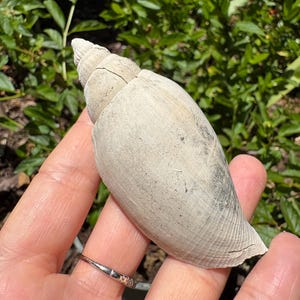 May include: A weathered, off-white spiral seashell with a pointed apex and a textured, matte surface. The shell features subtle horizontal ridges and a slightly worn, porous appearance, showcasing a natural, elongated conical shape and structure.