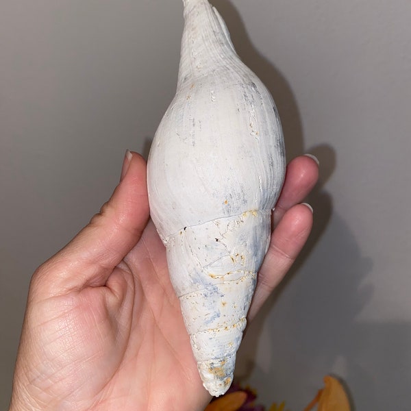 Extinct turbinella shell fossil from Florida