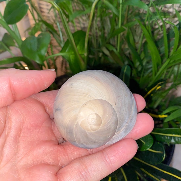 Fossilized sharks eye moon snail shell from Florida