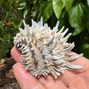 May include: A spiky, off-white seashell with a textured, calcified surface featuring numerous sharp, protruding spines radiating from a central point. The shell exhibits natural variations in color, ranging from pale beige to stark white.