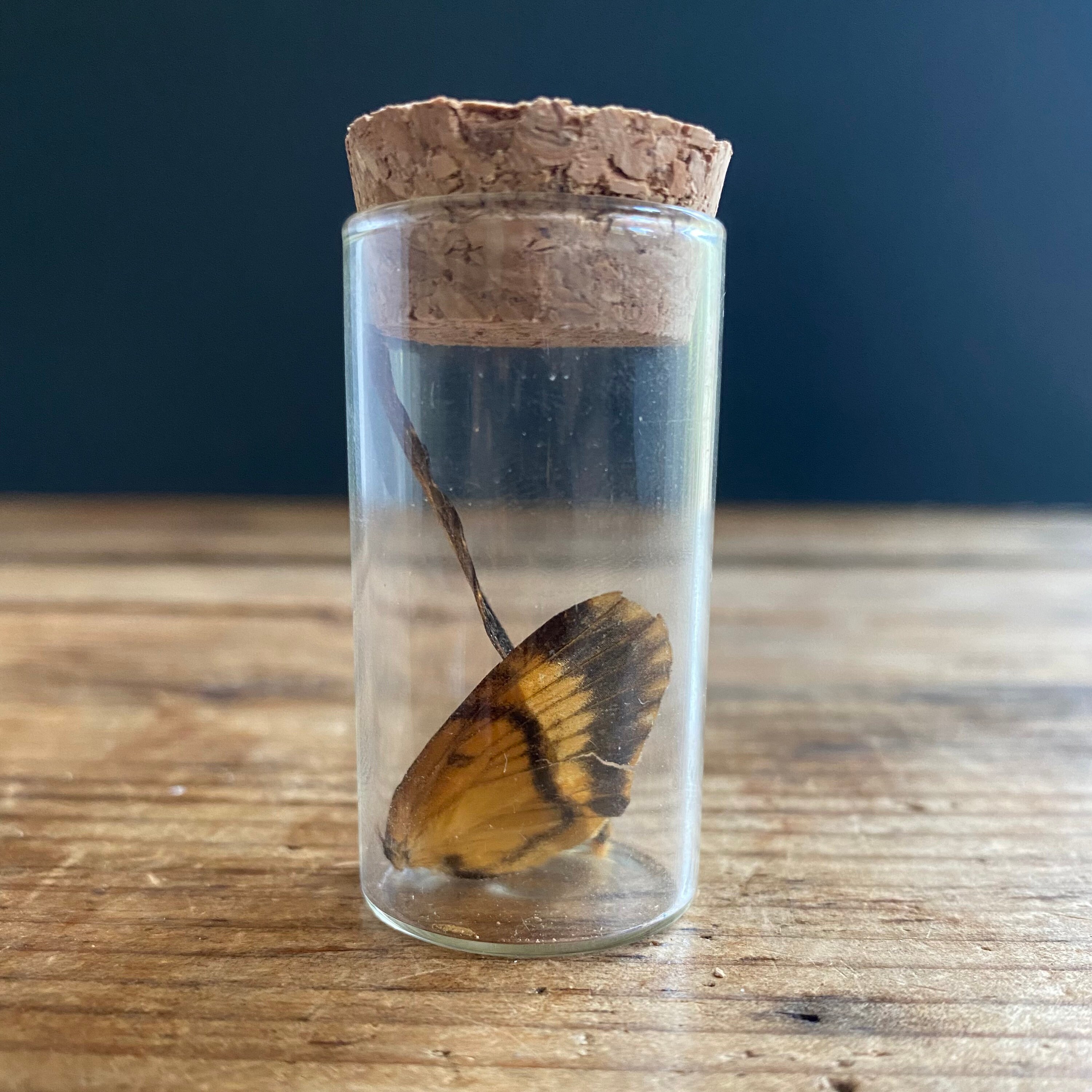 Moth Wings in a Jar Deaths Head Acherontia Moth Real Tiny Etsy