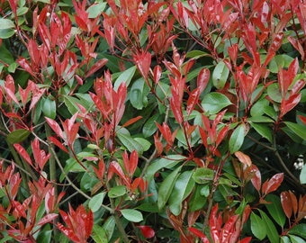 Photinia Red Tip