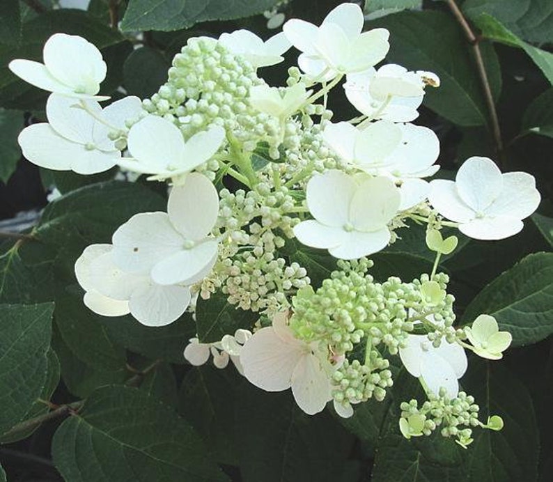 Chantilly Lace Paniculata Hydrangea Shrub | Etsy