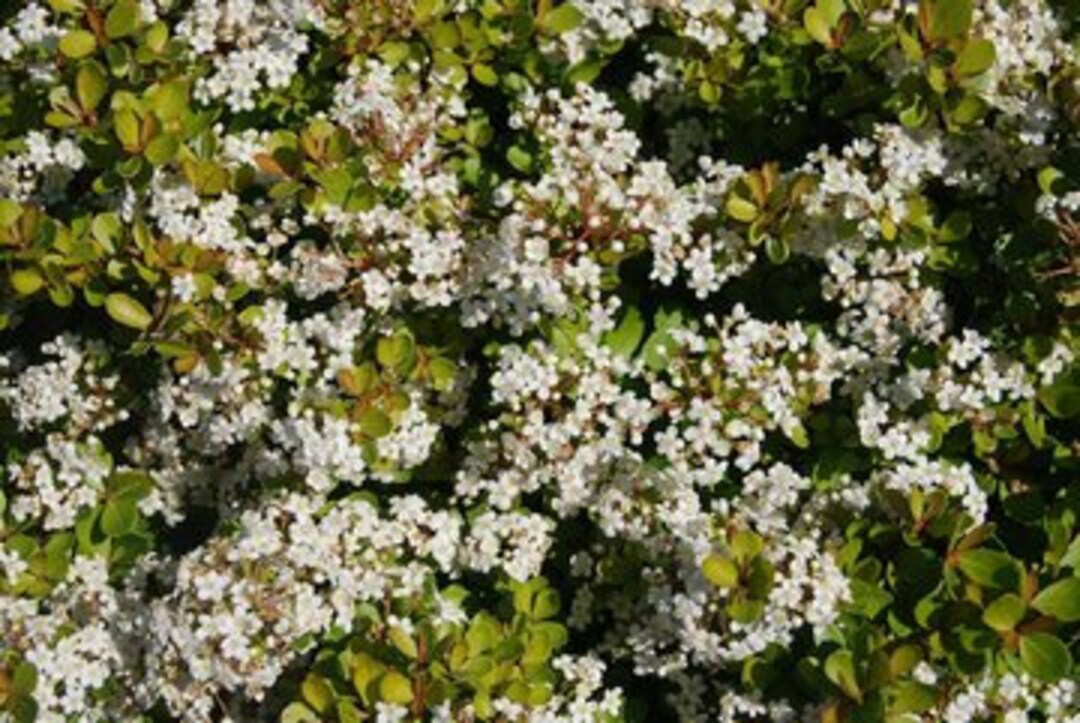 Viburnum Densa Etsy