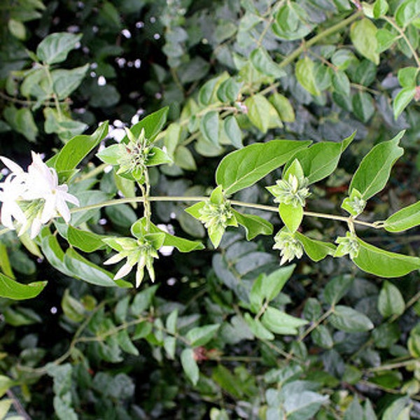 Jasmine Downy - Live Plant