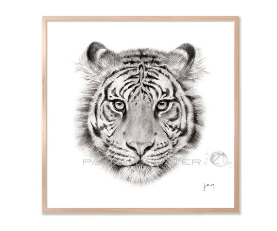 Tiger Dessin Realiste Au Crayon De La Faune Impression Dart Etsy Canada Tiger Dessin Realiste Au Crayon De La Faune Impression Dart Etsy Canada
