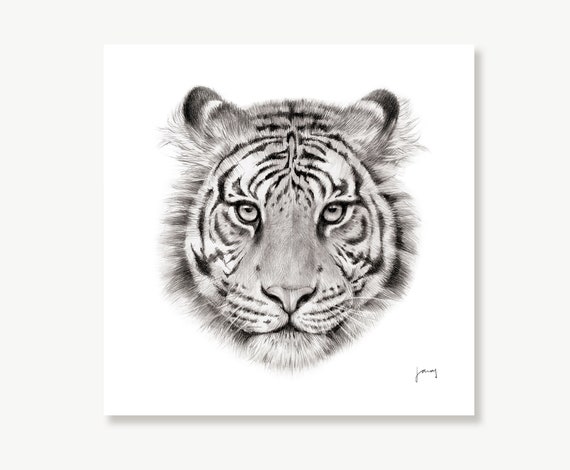Tiger Realistic Pencil Drawing of Wildlife Animal Art Print - Etsy Tiger Realistic Pencil Drawing of Wildlife Animal Art Print - Etsy
