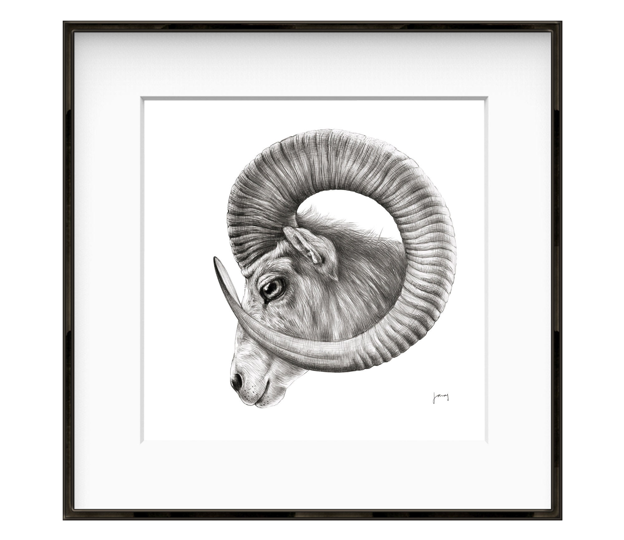 Mouflon Aries Art Print Ram Animal Art Graphite Pencil - Etsy Mouflon Aries Art Print Ram Animal Art Graphite Pencil - Etsy