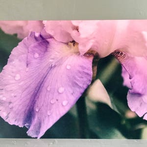 Macro Violet Greeting Card, Flower, Purple, Dewdrops, Nature, Card