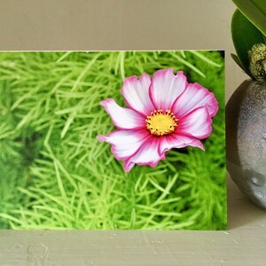 Carte de vœux rose électrique, Fleur, Nature, Vert, Photographie de fleur