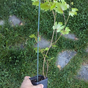 Muscadine grape vine (Southern Home), air layer