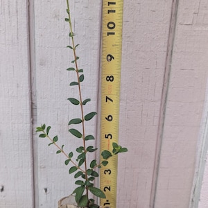 Chilean Guava (Ugni molinae) (Strawberry Myrtle) ~12&quot; tall