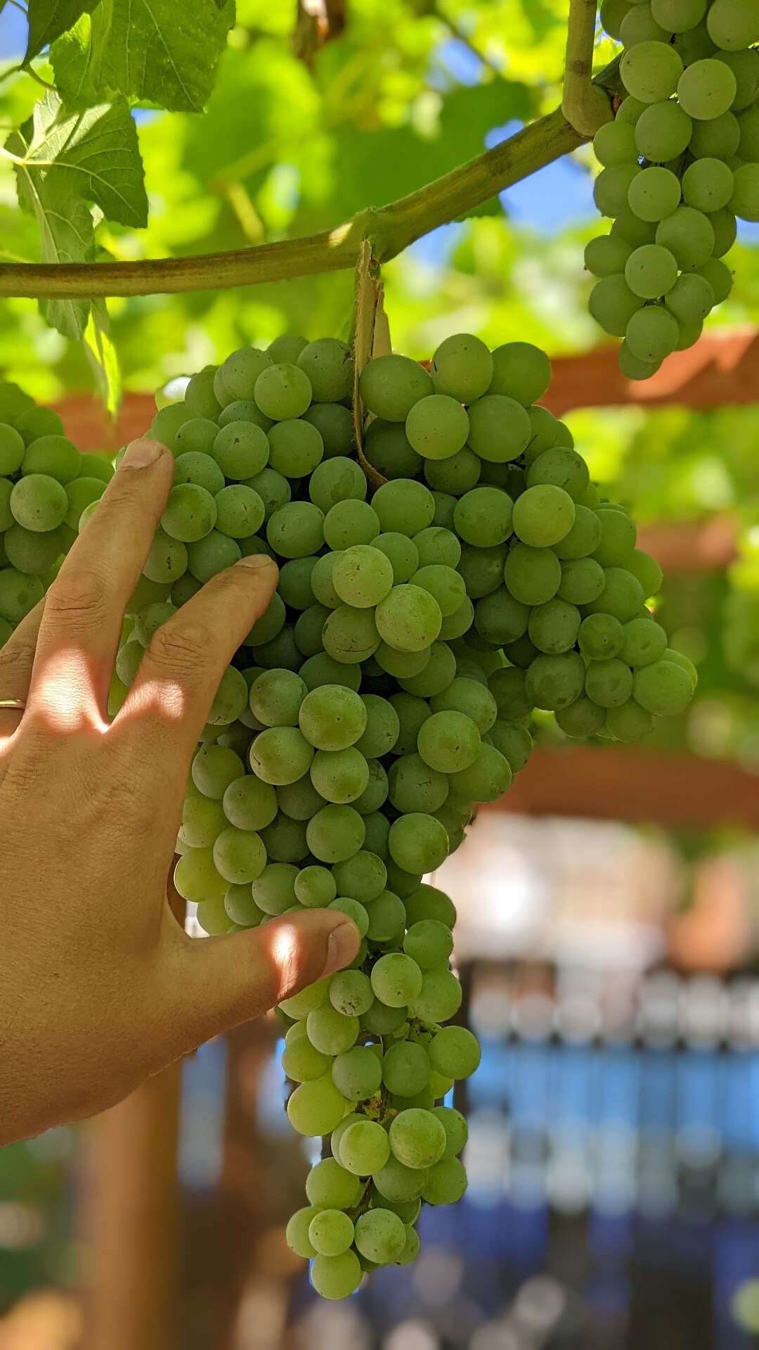Interlaken Seedless Grape Cuttings 3 or 5 Cuttings Etsy