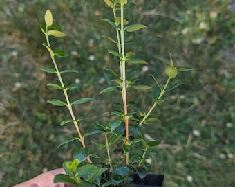 Chilean Guava (Ugni molinae) (Strawberry Myrtle)