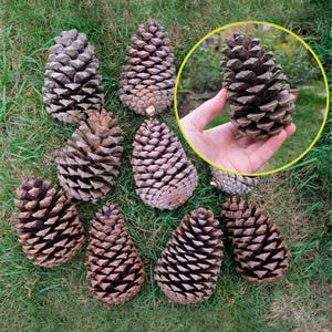 10 large pine cones, Christmas decor, extra large, seasonal display, UK sourced