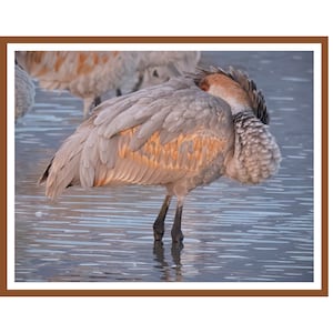 Colorful Sandhill Crane Note Cards