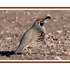 May include: A brown and gray quail with a black and white patterned chest stands on a rocky, brown surface. The quail has a black and white crest on its head.