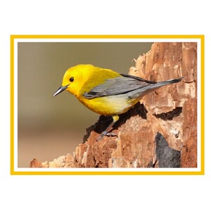 May include: A small yellow and gray bird perched on a weathered tree stump. The bird has a bright yellow body and a gray head and wings.