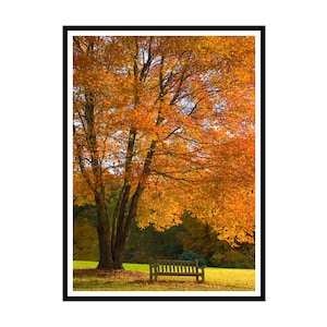 May include: A wooden bench sits in a clearing in a forest. The trees are in full autumn colors, with leaves in shades of orange, yellow, and red.
