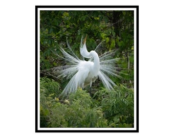 Great White Egret display plumage