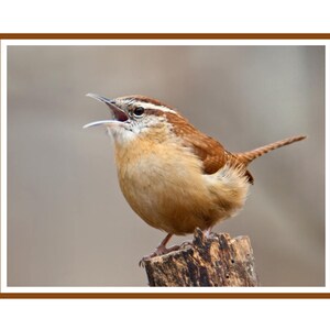 May include: A brown and white bird with a long, thin beak is perched on a wooden branch. The bird is singing with its mouth open.