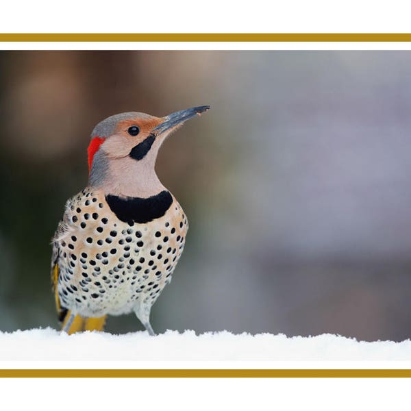 Flicker in Snow note cards