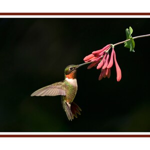 May include: A ruby-throated hummingbird with a long, thin beak hovers in mid-air, feeding on a cluster of pink honeysuckle flowers against a dark background.