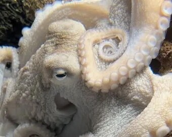 Carved bone Octopus. Moroccan jasper beads