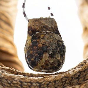 Peut inclure: Gros plan sur la queue d'un serpent, montrant le motif complexe des écailles dans des tons de brun et de beige.